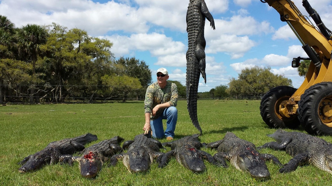 Client showing his guided wild florida alligator hunt gators.